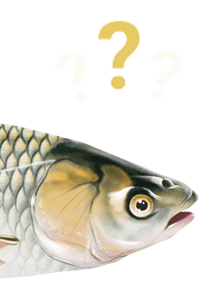 grass carp question marks