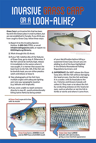 grass carp fact sheet