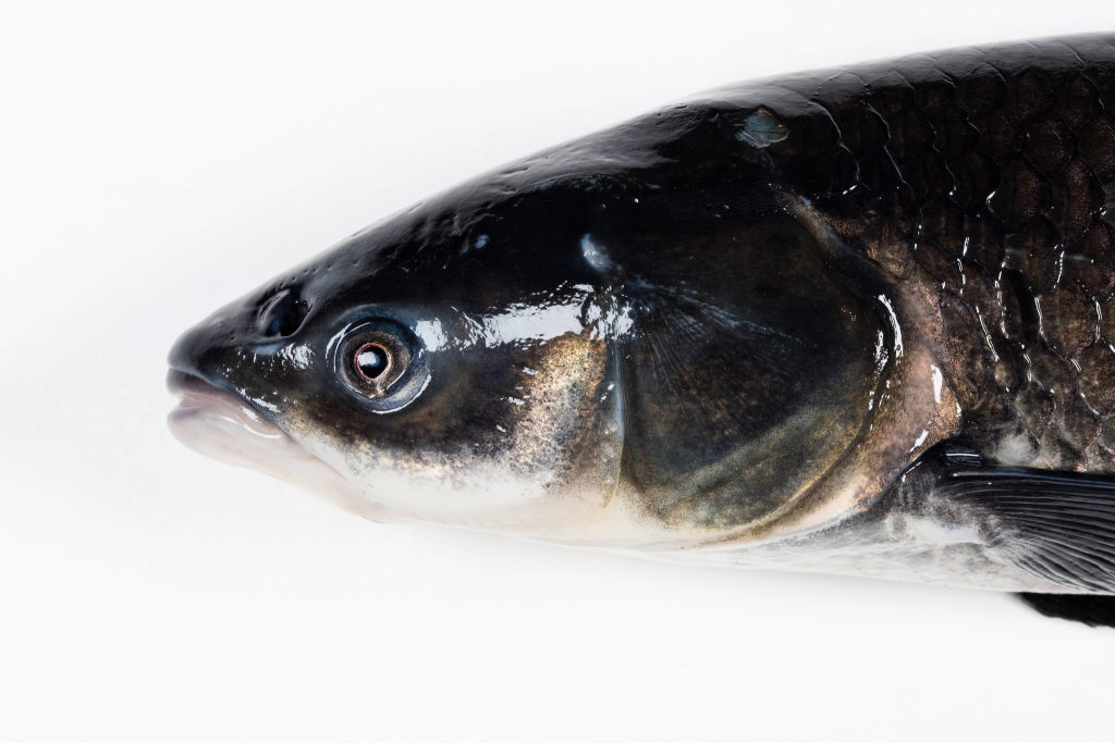 Black Carp – Invasive Carp Canada