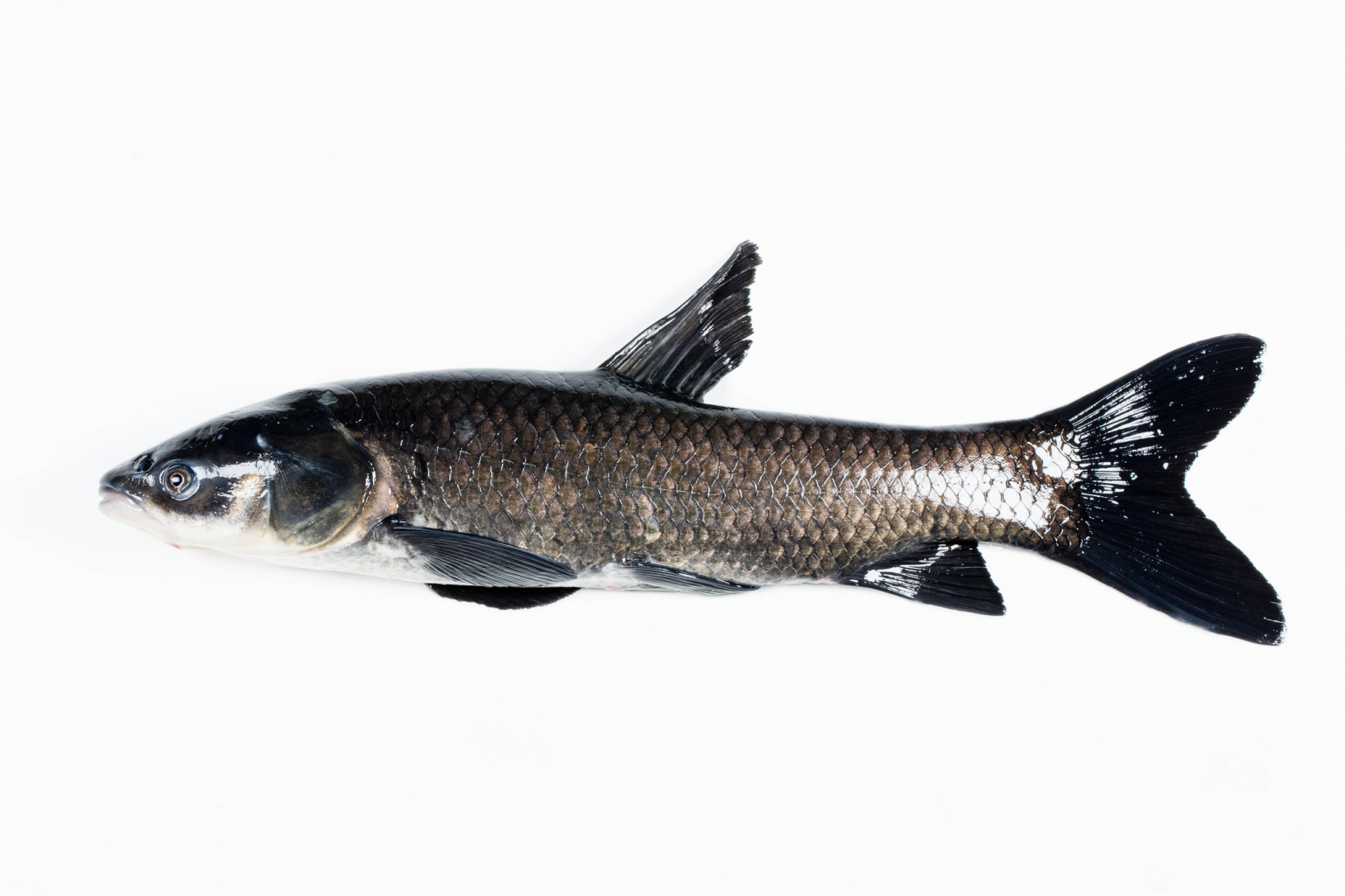 Black Carp – Invasive Carp Canada