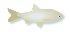 Asian Carp