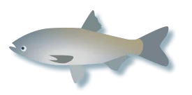 Asian Carp